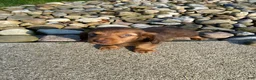 Miniature Dachshund dogs for sale: Diesel - Ad 2