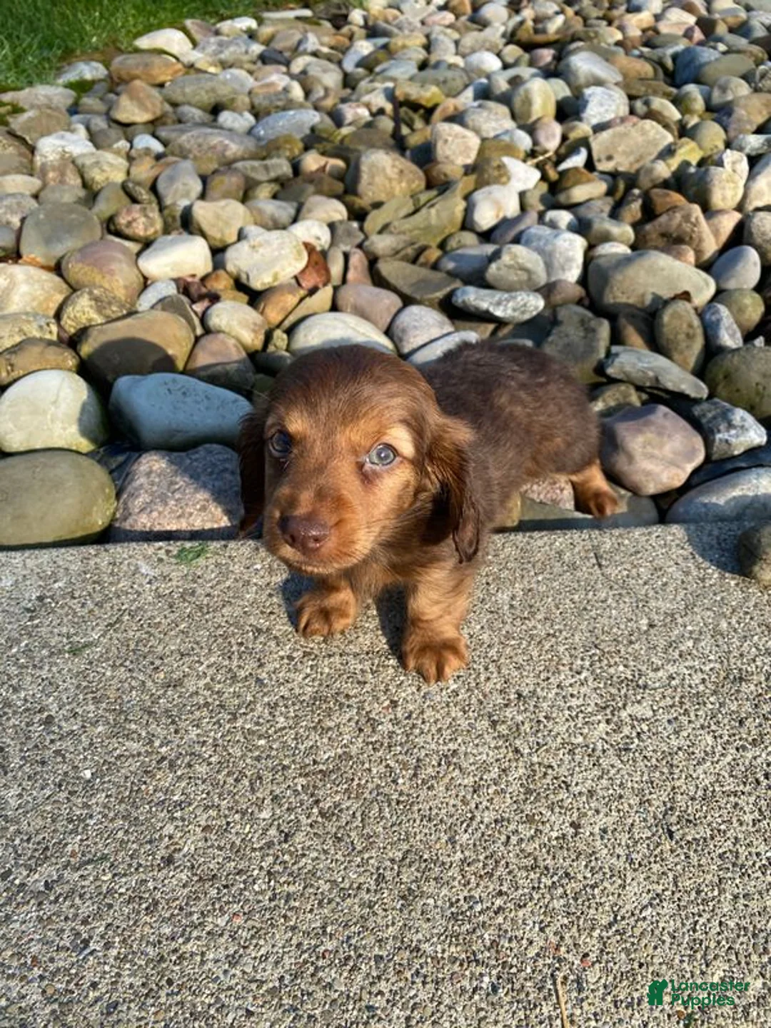 Miniature Dachshund dogs for sale: Diesel - Ad 2