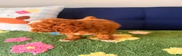 Cavapoo dogs for sale: Cavapoo Puppy 2 - Ad 3