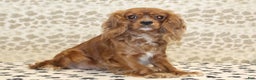 Cavapoo dogs for sale: Fairy - Ad 5