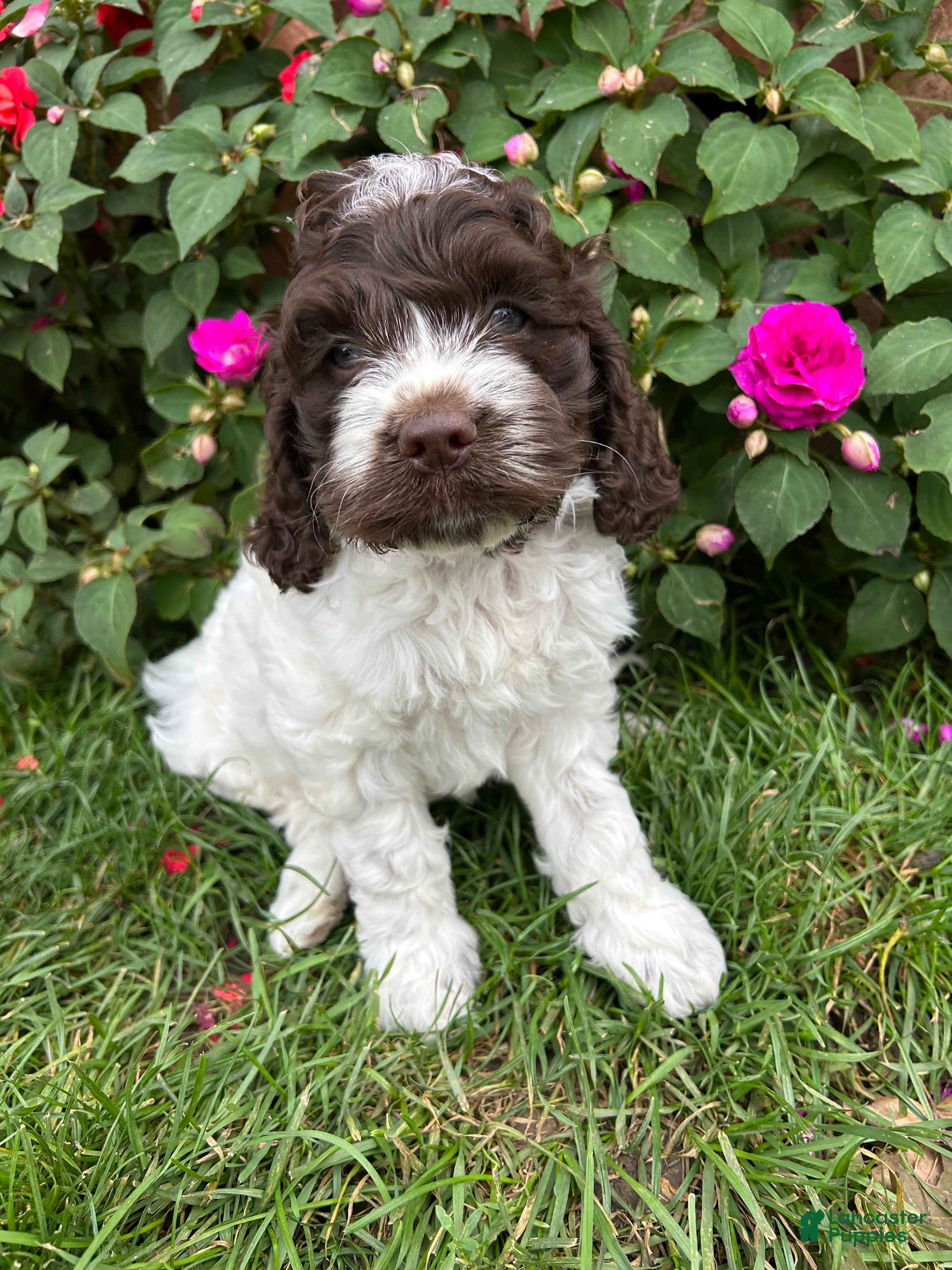 Cockapoo dogs Wilma - Ad 1