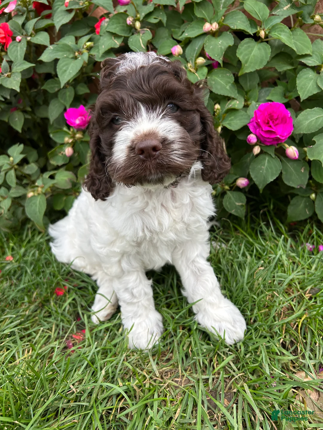 Cockapoo dogs for sale: Wilma - Ad 1