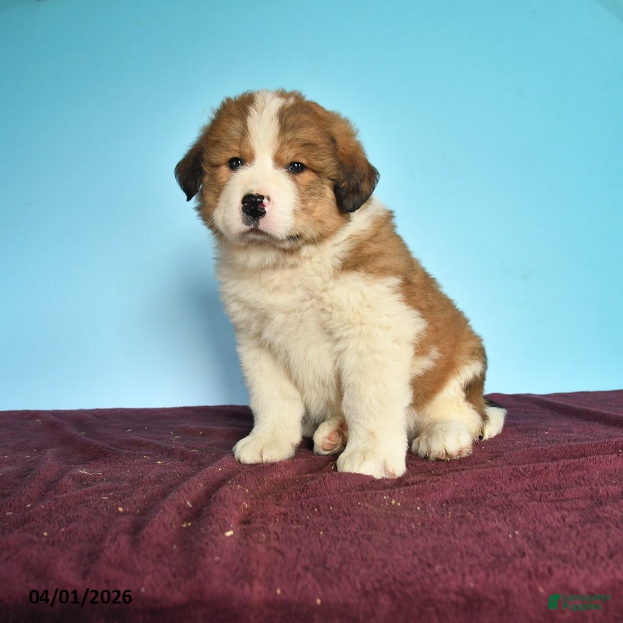 Mixed Breed dogs Charles - Ad 1
