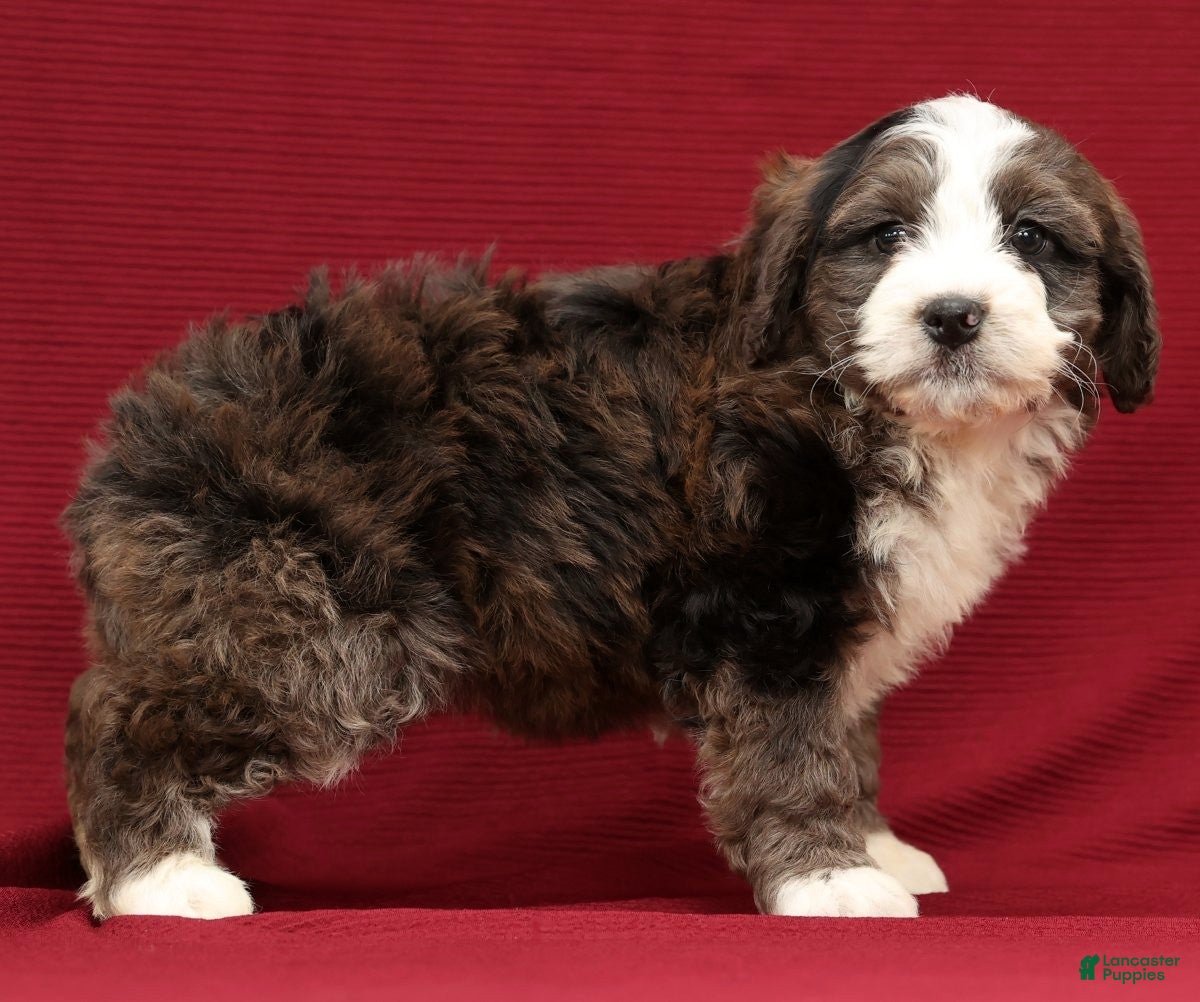 Mini Bernedoodle dogs Olive - Ad 11