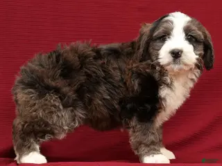 Mini Bernedoodle dogs Olive - Ad 11