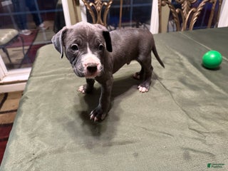 American Bully dogs - Ad 16