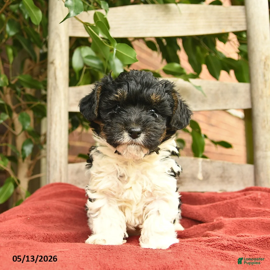Yorkiepoo dogs for sale: Cleo  - Ad 2