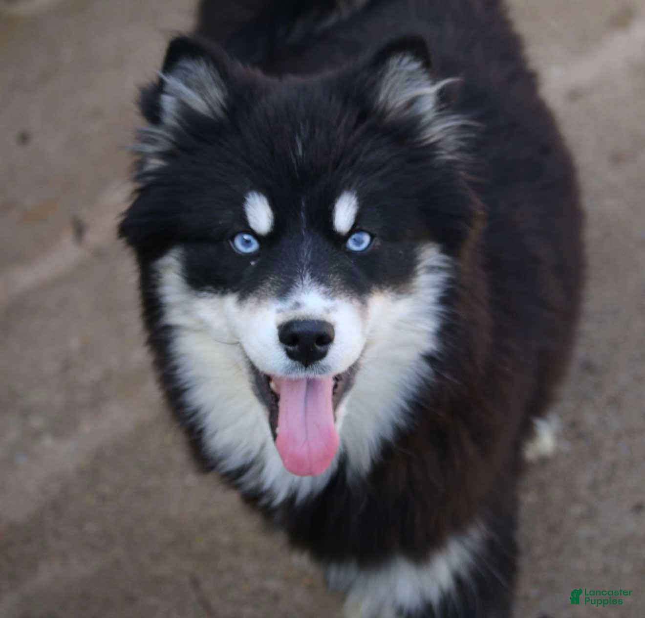 Pomsky dogs Hope - Ad 1