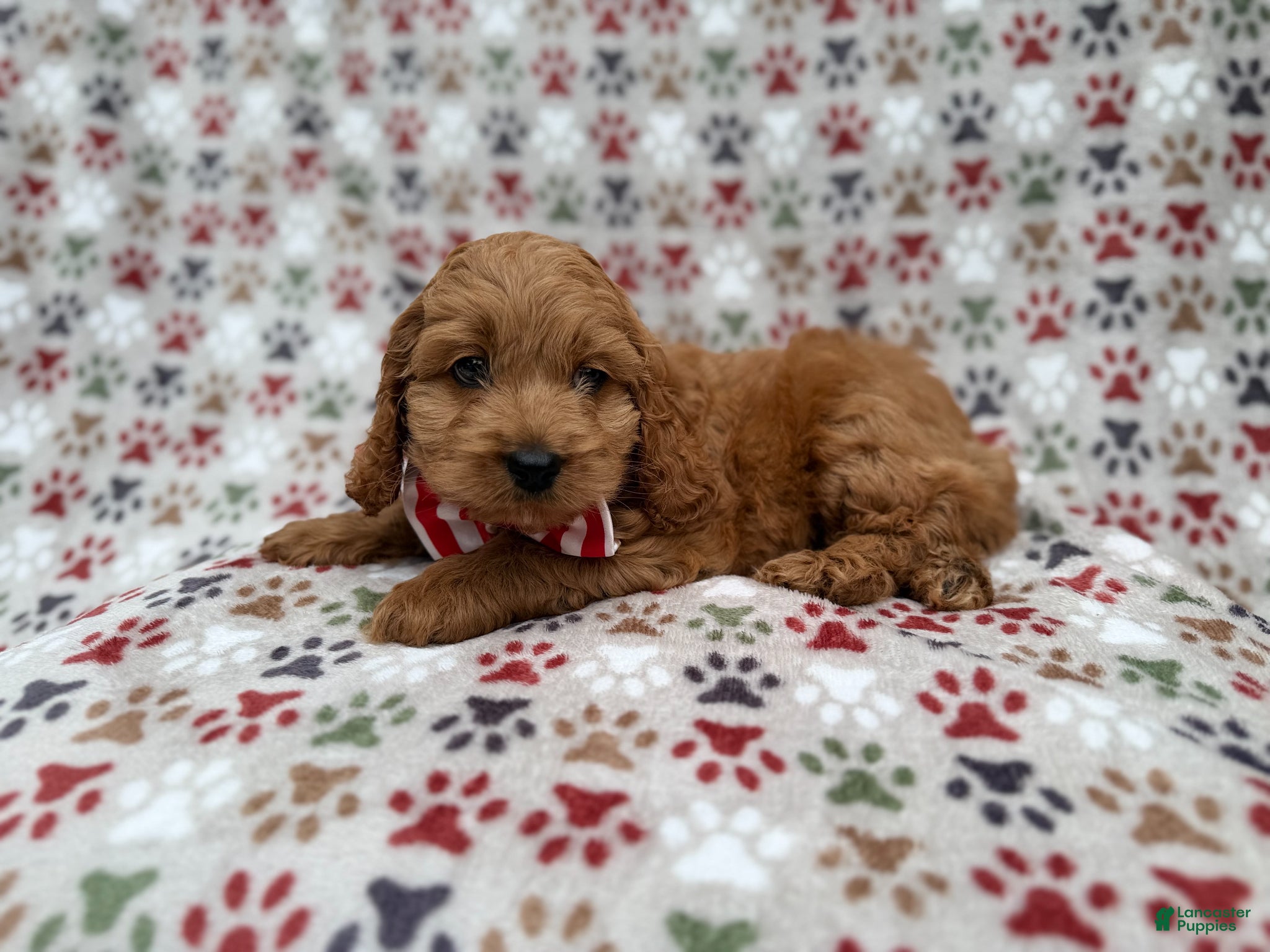 Cockapoo dogs Pete - Ad 8