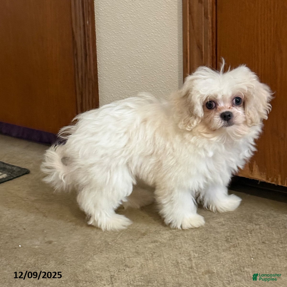 Teddy Bear dogs Oakley - Ad 28