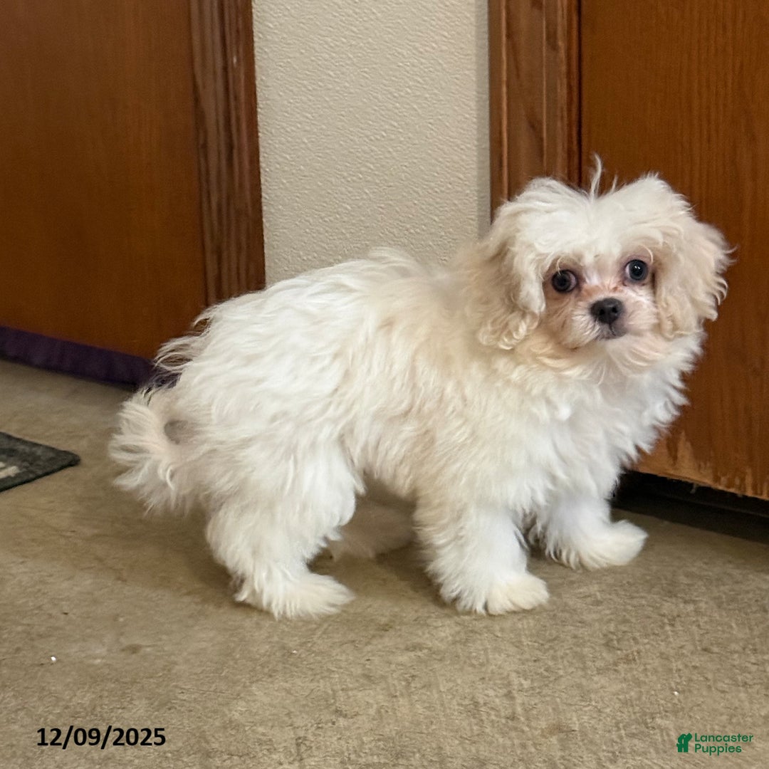 Teddy Bear dogs for sale: Oakley - Ad 1