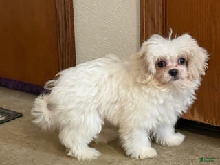 Teddy Bear dogs Oakley - Ad 14