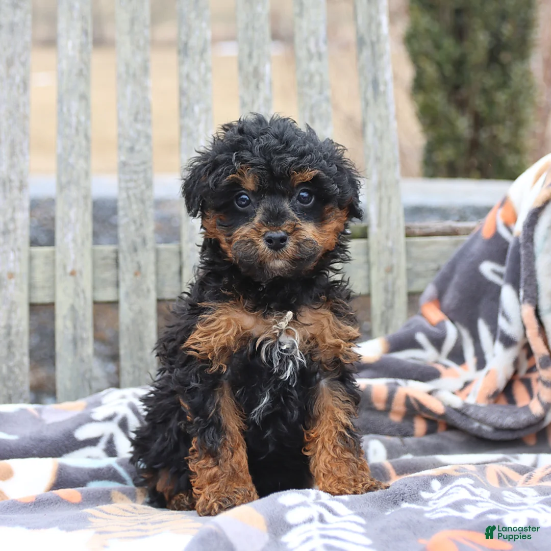 Miniature Poodle dogs for sale: Cocoa - Ad 4