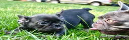 French Bulldog dogs for sale: French Bulldog 2 - Ad 4