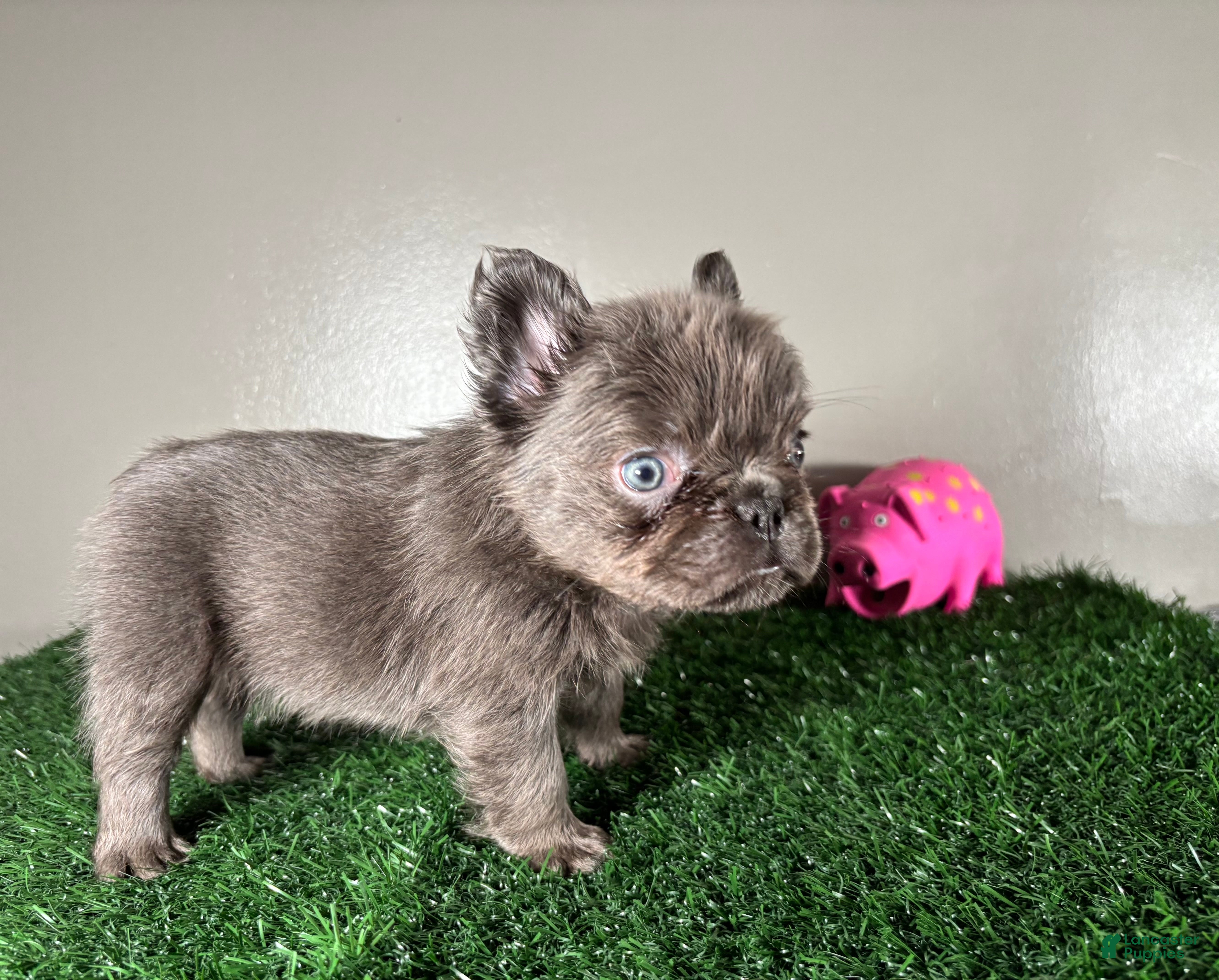 French Bulldog dogs Molly - Ad 2