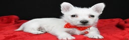 West Highland Terrier dogs for sale: Earl - Ad 2