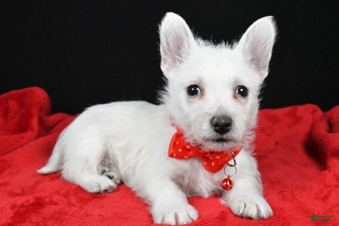 West Highland Terrier dogs for sale: Earl - Ad 2