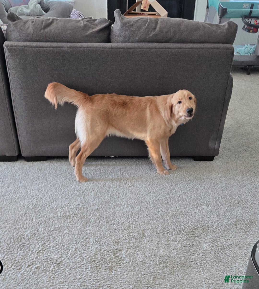 Golden Retriever dogs for sale: Golden Retriever Puppy 1 - Ad 2