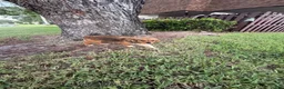 Mixed Breed dogs for sale: Mixed Breed 2 - Ad 3