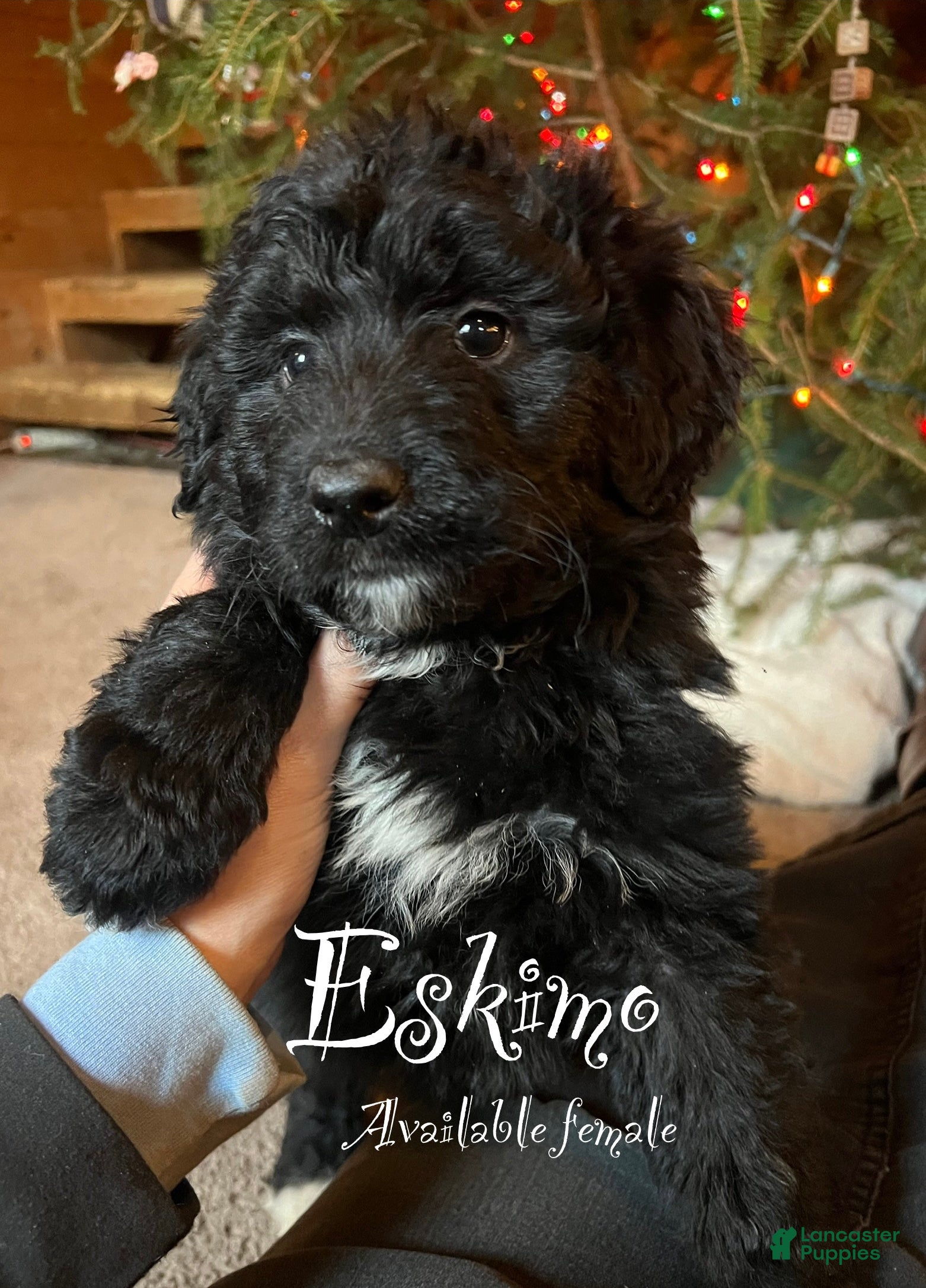 Mixed Breed dogs Eskimo - Ad 41