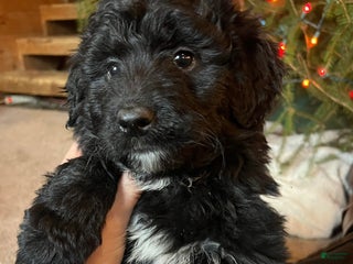 Mixed Breed dogs Eskimo - Ad 42