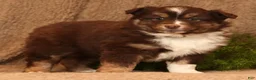 Miniature Australian Shepherd dogs for sale: Cooper - Ad 2