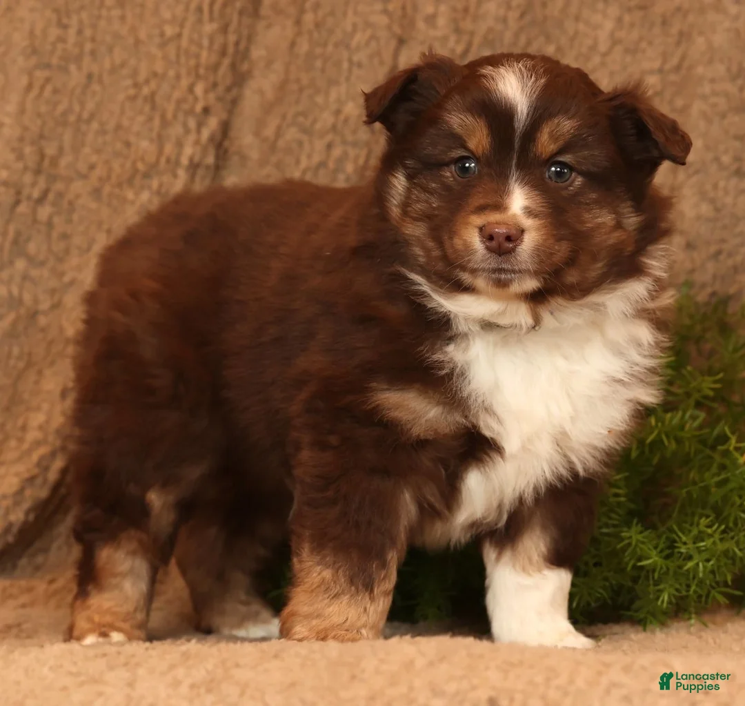 Miniature Australian Shepherd dogs for sale: Cooper - Ad 2