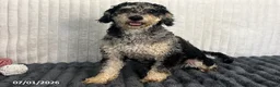 Havapoo dogs for sale: Captain - Ad 5