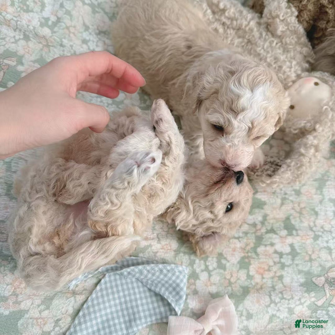 Bichpoo dogs for sale: Cookie - Ad 4