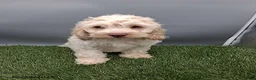 Cockapoo dogs for sale: Angie - Ad 9