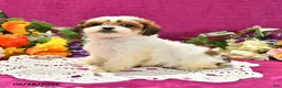 Shihpoo dogs for sale: Jana - Ad 3