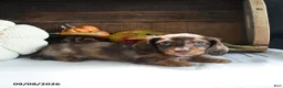 Miniature Dachshund dogs for sale: Cody - Ad 3