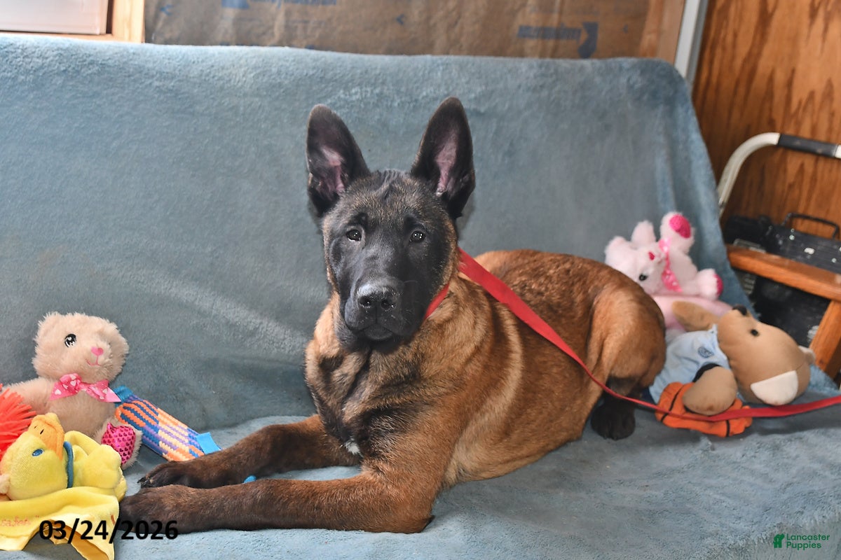 Belgian Malinois dogs Tanner - Ad 2