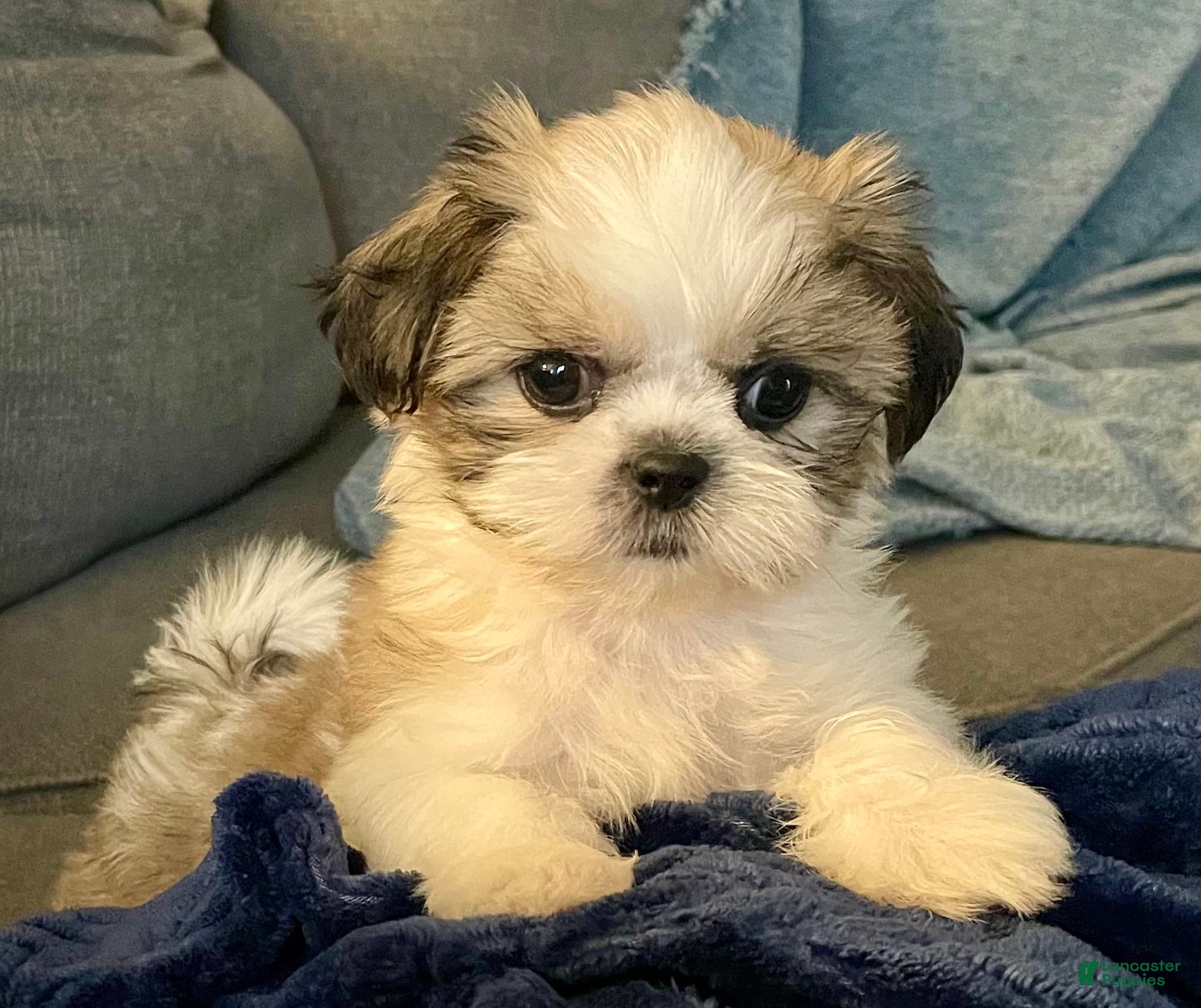 Shih Tzu dogs Tiny Tulip - Ad 1