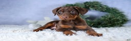 Doberman Pinscher dogs for sale: TRIXIE - Ad 15