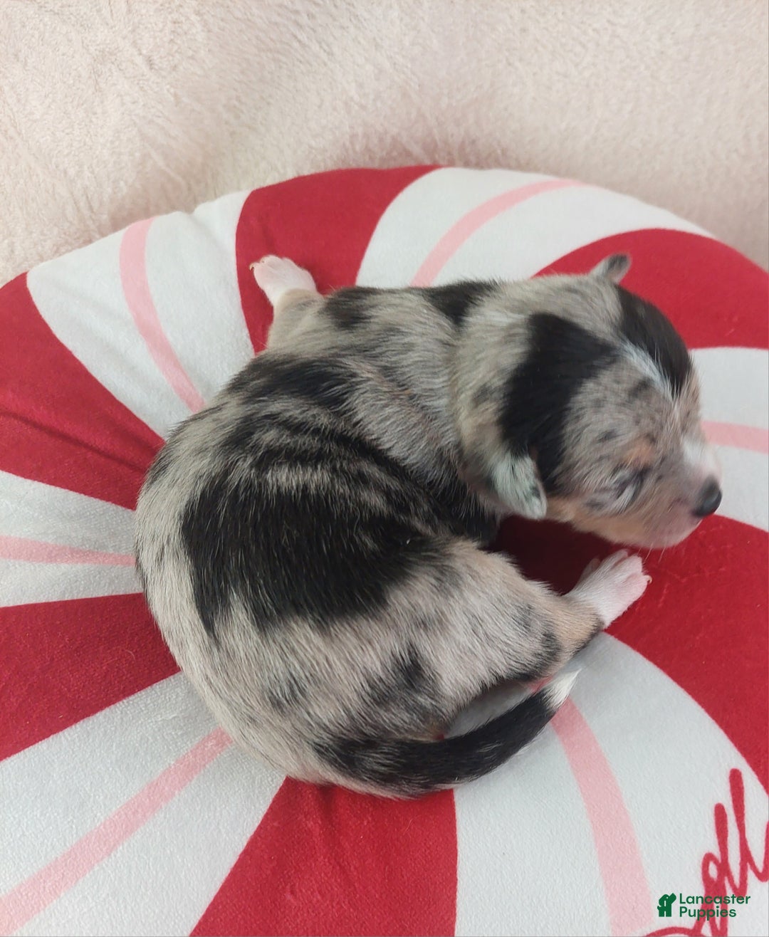 Chihuahua dogs for sale: Micah - Ad 11