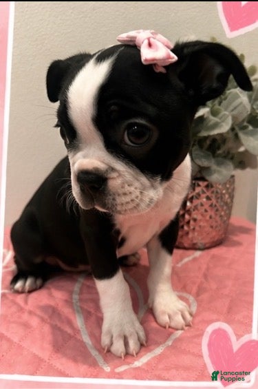 Boston Terrier dogs Moo-moo - Ad 31
