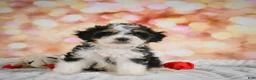 Mini Bernedoodle dogs for sale: Milly - Ad 7