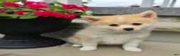 Pomsky dogs for sale: Rusty - Ad 1