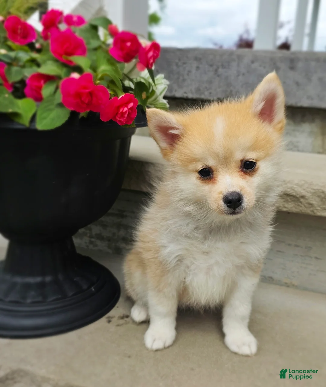 Pomsky dogs for sale: Rusty - Ad 1