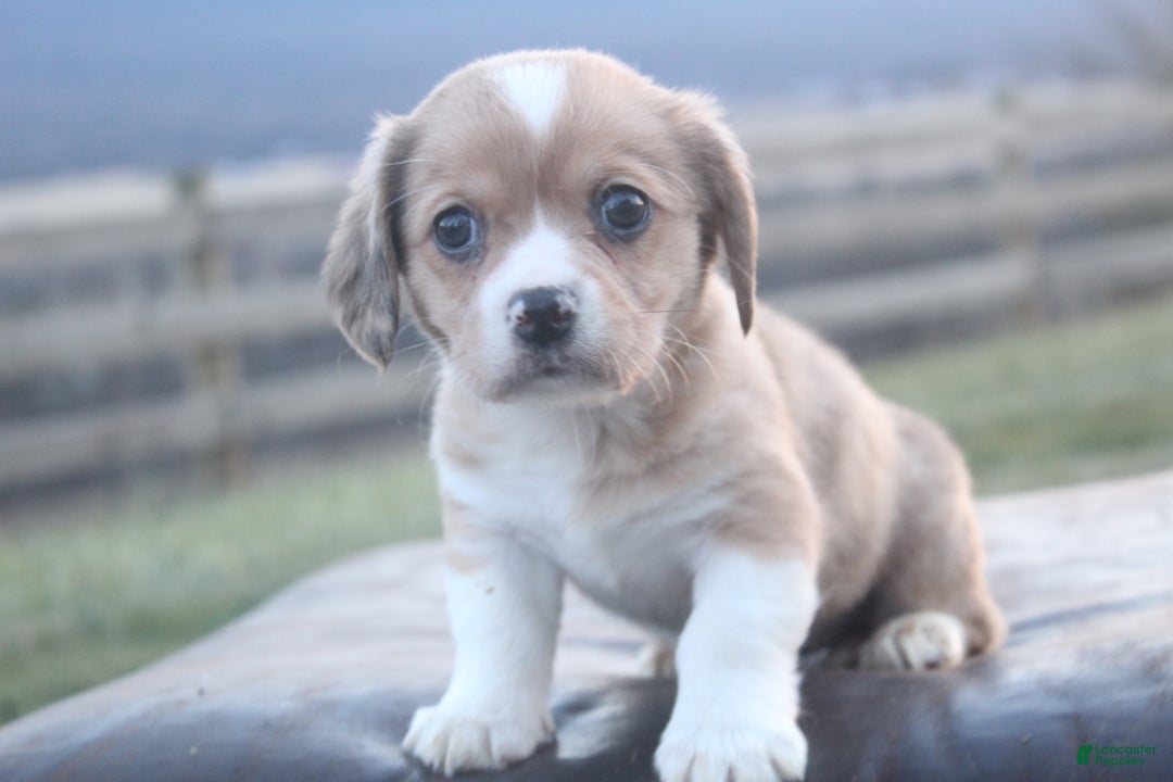 Mixed Breed dogs for sale: Layna - Ad 3