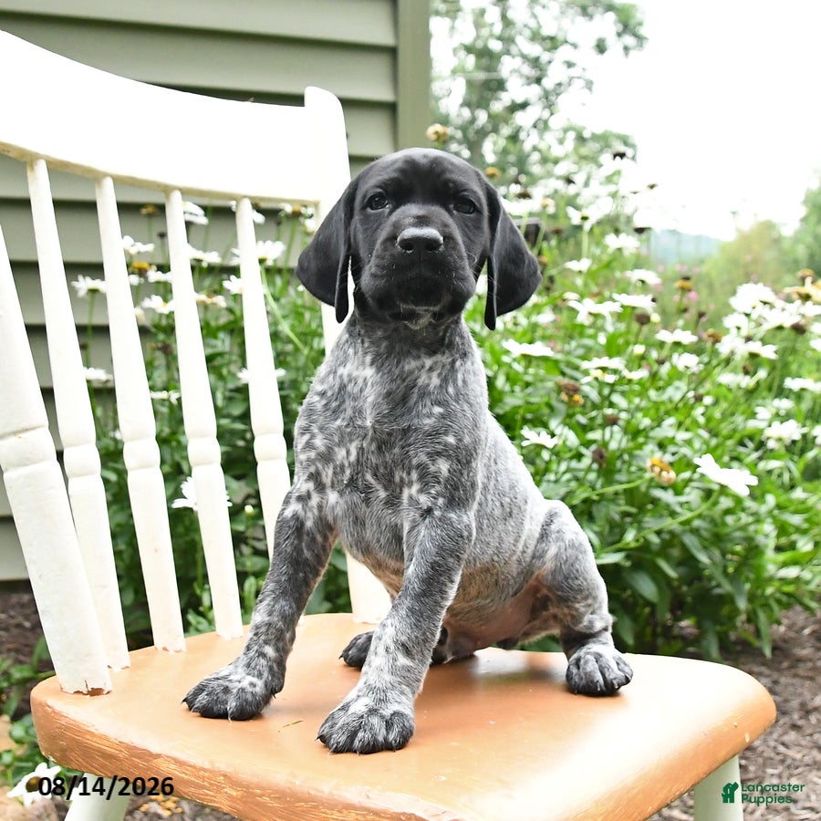 German Shorthaired Pointer dogs Jack  - Ad 2