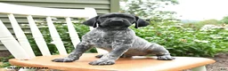 German Shorthaired Pointer dogs for sale: Jack  - Ad 2