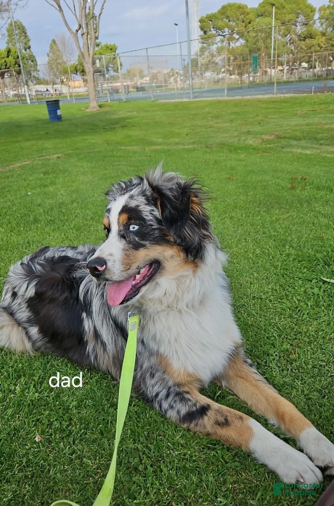 Australian Shepherd dogs for sale: Female #2 Dark Red Tricolor Australian shepherd  - Ad 3