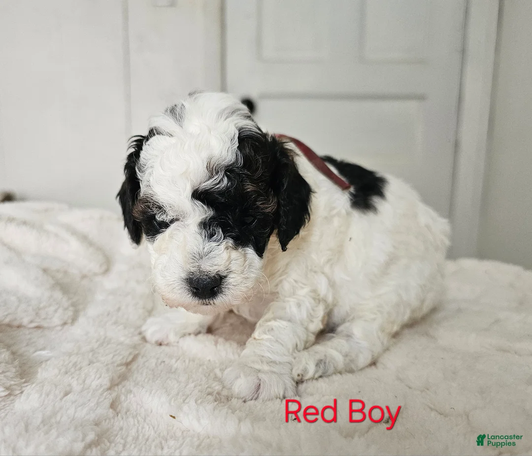 Cavapoo dogs for sale: Cavapoo - Red Boy - Ad 1