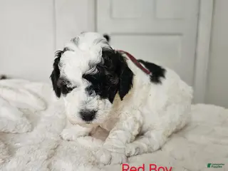 Cavapoo dogs Cavapoo - Red Boy - Ad 42