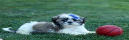 Shih Tzu dogs for sale: MILO - Ad 11
