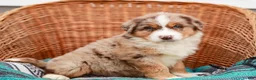 Australian Shepherd dogs for sale: Sparkles - Ad 4
