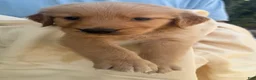 Golden Retriever dogs for sale: Kit - Ad 6