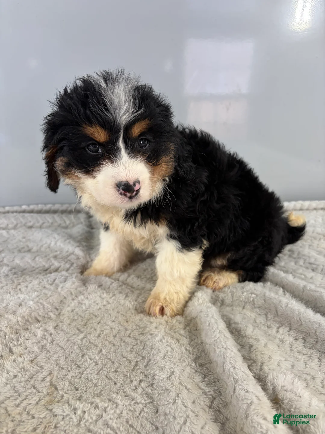Mini Bernedoodle dogs for sale: Cindy - Ad 3